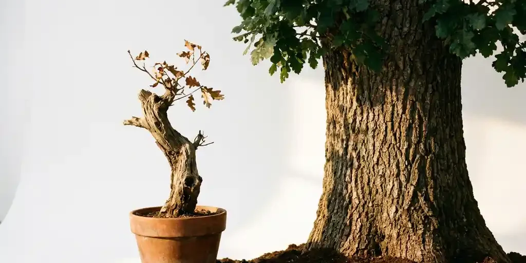 eiken-boom-zaailing-terracotta-pot.jpg Verweerde jonge eik in terracotta pot naast een dikstammige volwassen eik op donkere aarde, gouden zijlicht, witte achtergrond.
